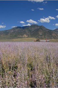 lavender field at Young Living Farm in Mona, UT