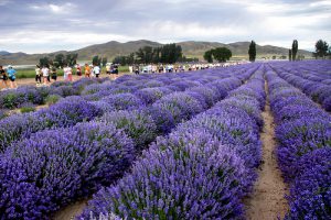 Young Living lavender farm