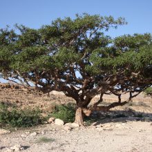 Omani frankincense tree