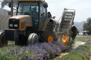 The custom lavender harvester that Gary built.