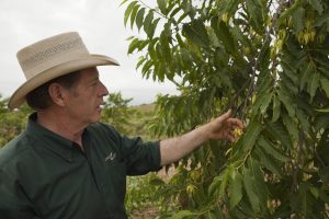 Gary Young touches the blossoms on a ylang ylang tree.