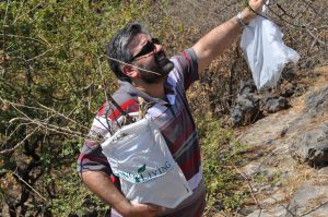 Dr. Mahmoud Suhail gathering gildeadensis branches