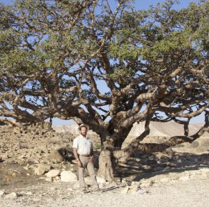 Gary in Oman with Sacred Frankincense Tree