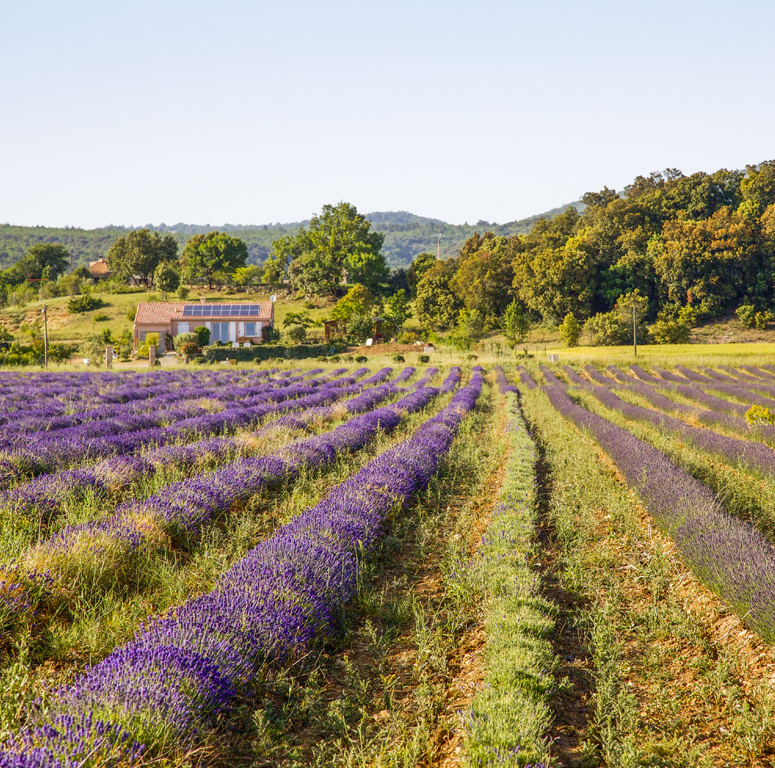 2010 Lavender France Field